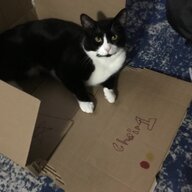 firefawxcinnamon